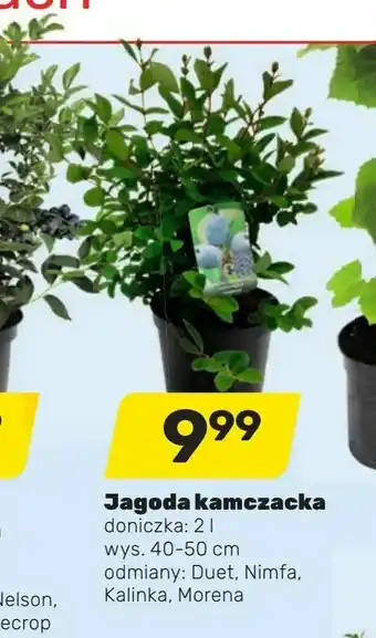 Bricomarche Jagoda kamczacka oferta