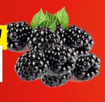 Lidl Jeżyny oferta
