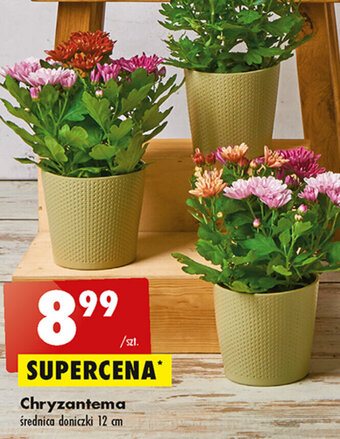 Biedronka Chryzantema szt. oferta