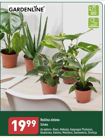 ALDI Roślina zielona Sztuka oferta