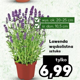 Kaufland Lawenda oferta