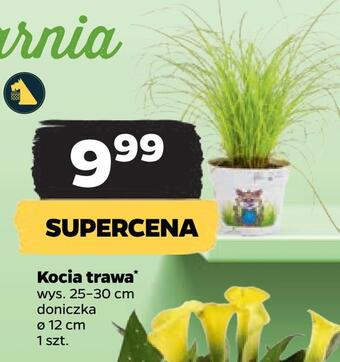Netto Kocia trawa * oferta