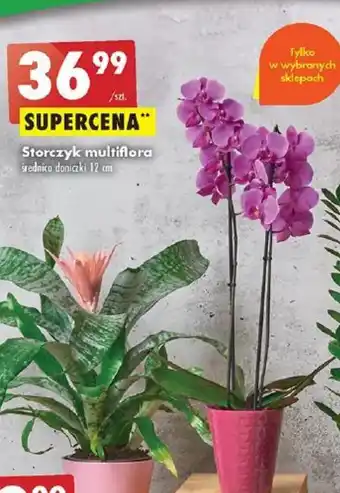 Biedronka Storczyk multiflora średnica doniczki 12 cm oferta