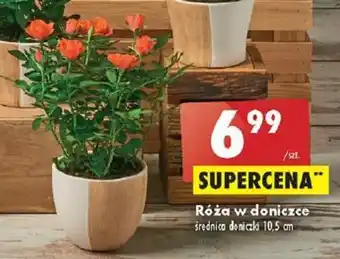 Biedronka Róża w doniczce średnica doniczki 10,5 cm oferta
