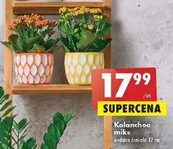 Biedronka Kalanchoe miks Średnica doniczki 12 cm oferta