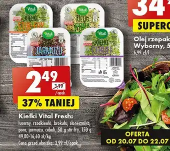 Biedronka Kiełki lucerna oferta