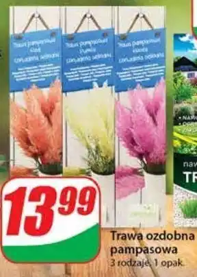 ALDI Trawa pampasowa 1 SZT oferta