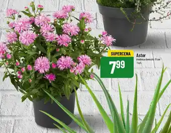 Polomarket Aster średnica doniczki: 11 cm oferta