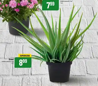 Polomarket Aloes średnica doniczki: 9 cm oferta