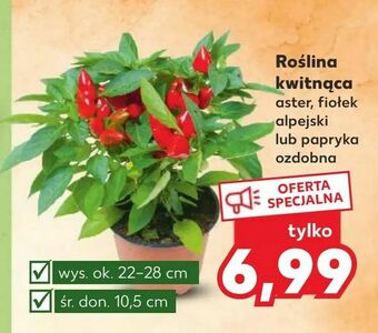 Kaufland Roślina kwitnąca oferta