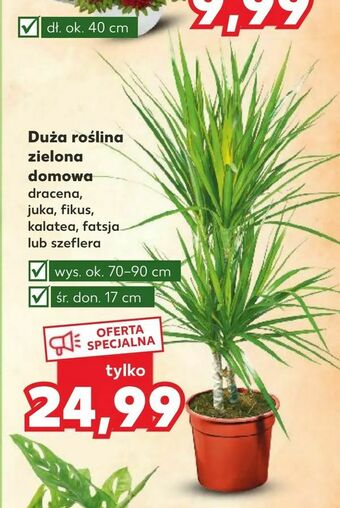 Kaufland Duża roślina zielona domowa oferta
