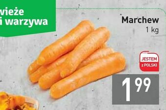 Stokrotka Marchew oferta