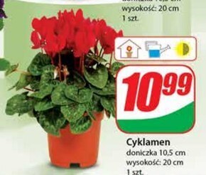 Dino Cyklamen oferta