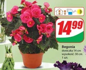 Dino Begonia oferta