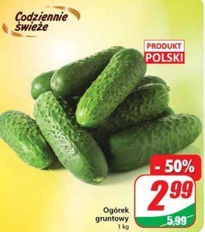 Dino Ogórek oferta
