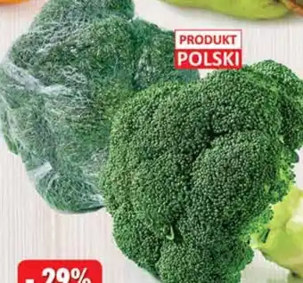 Dino Brokuł oferta