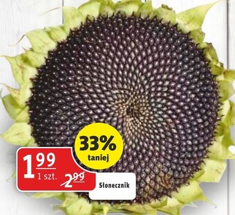 Prim Market Słonecznik oferta