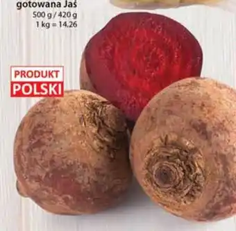 Dino Buraki młode oferta