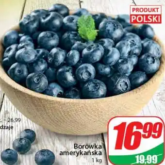 Dino Borówka amerykańska oferta