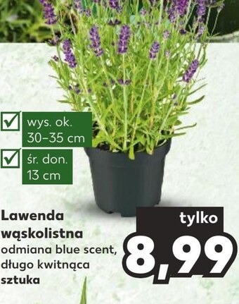 Kaufland Lawenda oferta