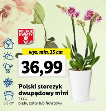 Lidl Polski storczyk dwupędowy mini oferta
