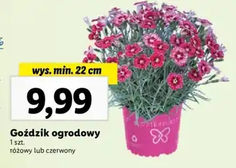 Lidl Goździk ogrodowy oferta