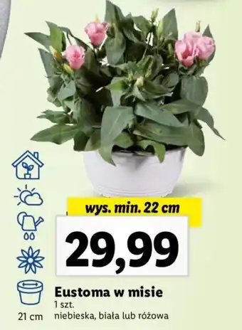 Lidl Eustoma w misie oferta