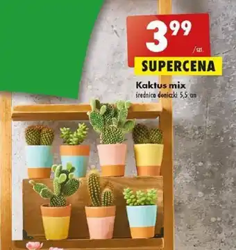 Biedronka Kaktus mix oferta