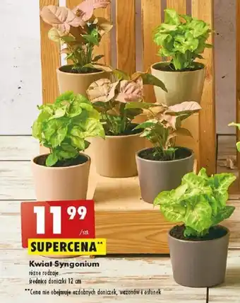 Biedronka Kwiat Syngonium oferta