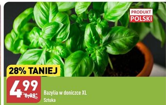 ALDI Bazylia w doniczce XL Sztuka oferta