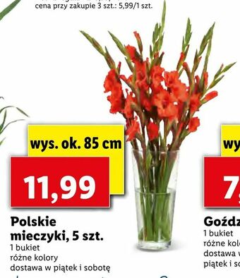 Lidl Polskie mieczyki, 5 szt. oferta