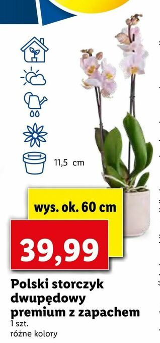 Lidl Polski storczyk dwupędowy premium z zapachem oferta