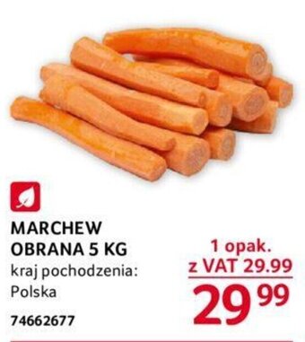 Selgros MARCHEW OBRANA 5 KG oferta