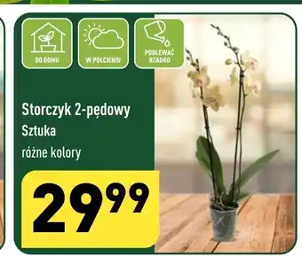 ALDI Storczyk 2-pędowy Sztuka oferta