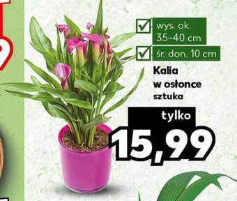 Kaufland Kalia w osłonce sztuka oferta