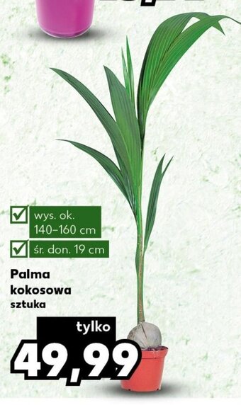 Kaufland Palma kokosowa sztuka oferta