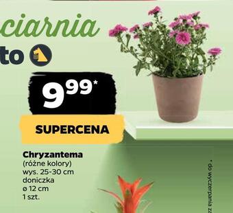Netto Chryzantema oferta