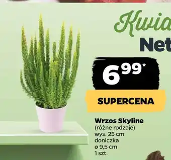 Netto Wrzos skyline oferta