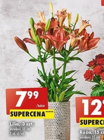 Biedronka Lilia, 3 szt. oferta