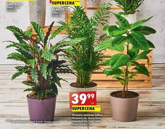 Biedronka Kwiaty zielone miks: oferta