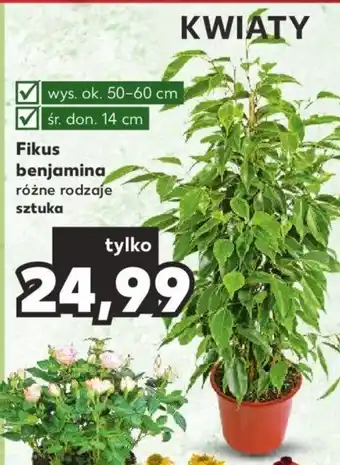 Kaufland Fikus benjamina sztuka oferta
