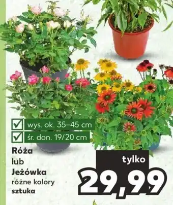 Kaufland Róża lub Jeżówka sztuka oferta