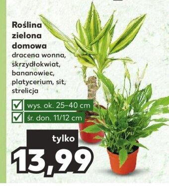 Kaufland Roślina zielona domowa oferta