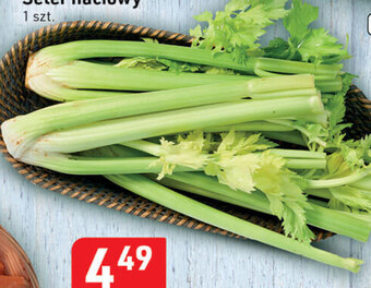 Stokrotka Optima Seler naciowy oferta