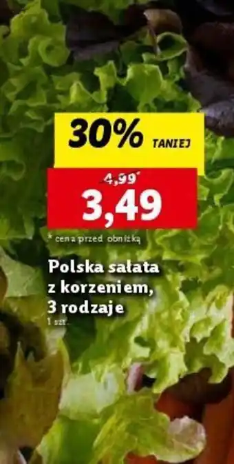 Lidl Polska salata z korzeniem, 3 rodzaje 1 szt. oferta