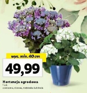 Lidl Hortensja ogrodowa oferta