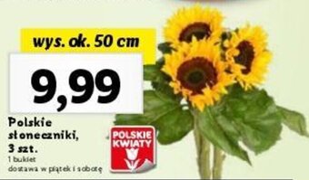 Lidl Polskie słoneczniki, 3 szt. oferta