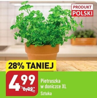 ALDI Pietruszka w doniczce XL oferta