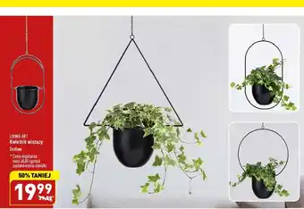 ALDI Kwietnik wiszący oferta