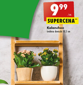 Biedronka Kalanchoe oferta